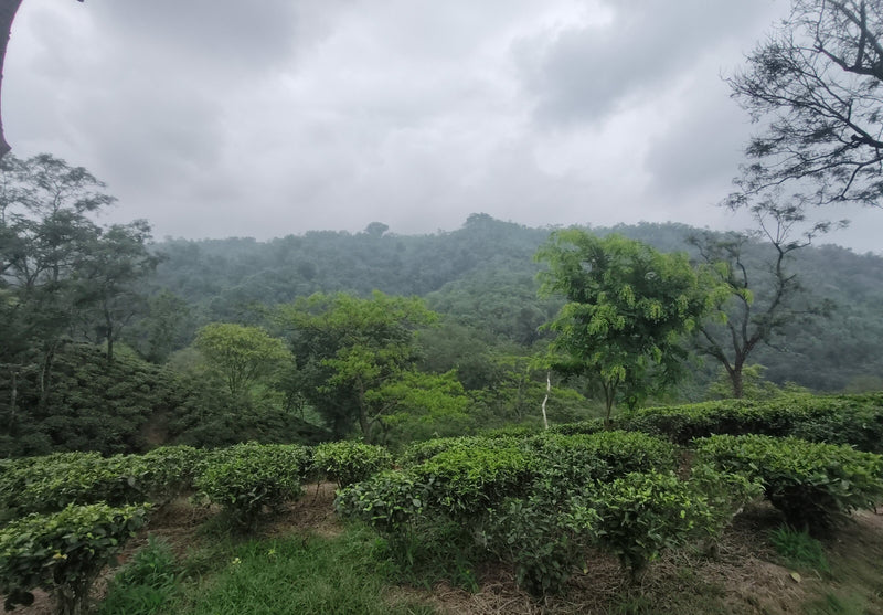 Family Getaway Guide: Top Places to Visit in Guwahati, Assam