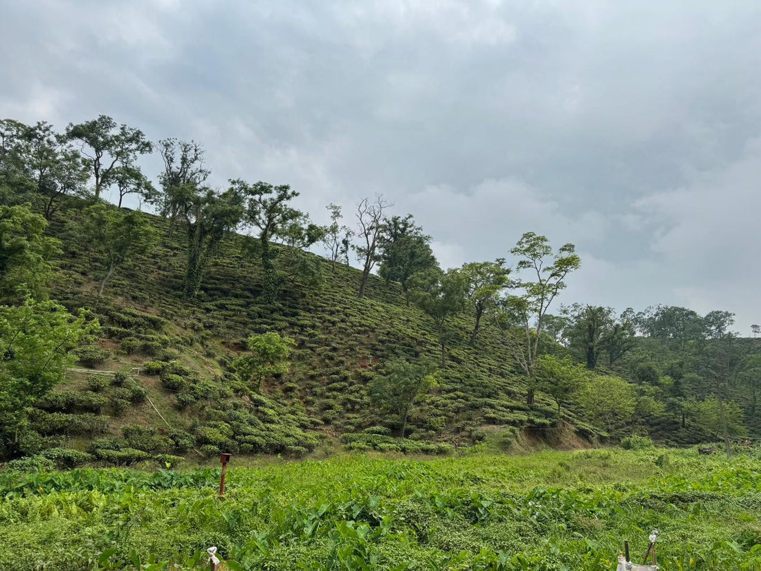 Rooted in Assam: The Timeless Tale of Amchong Tea Estate