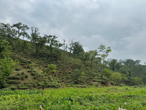 Rooted in Assam: The Timeless Tale of Amchong Tea Estate