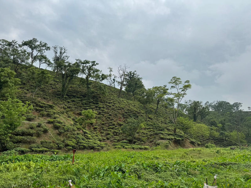 Rooted in Assam: The Timeless Tale of Amchong Tea Estate