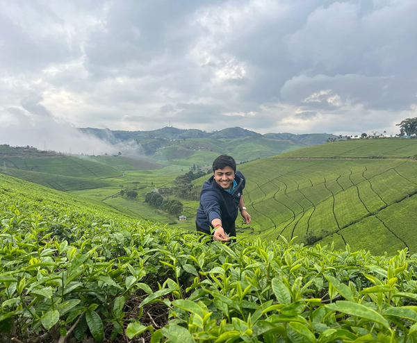 Tea pluckers at Amchong Estate