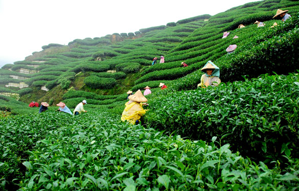 tea-garden